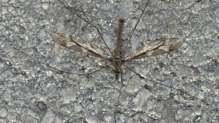 Снимка: архив, БГНЕС