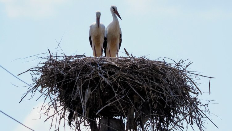 Снимка: архив, БГНЕС