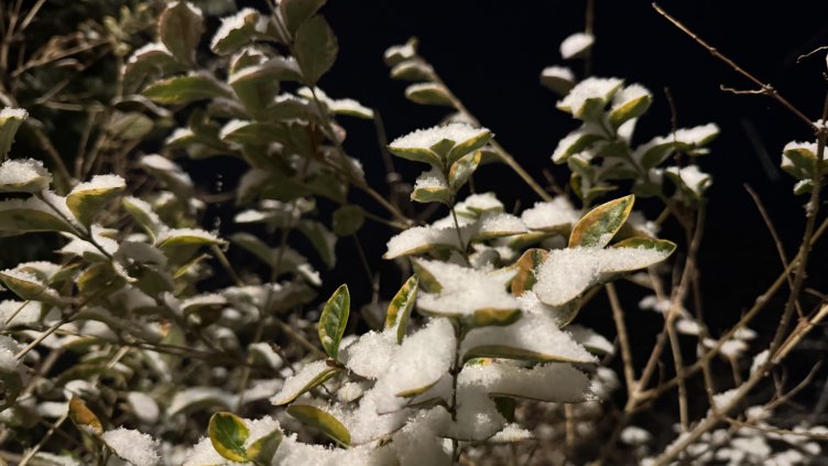 Снимка: архив, БГНЕС