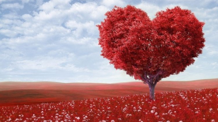 Снимка: pexels