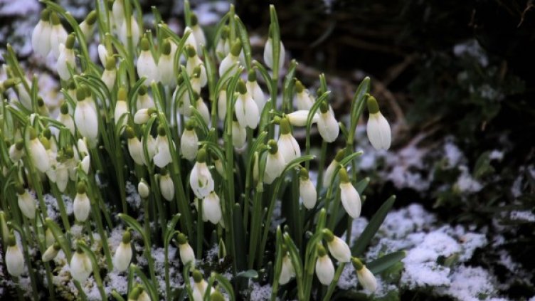 Снимка: Pixabay