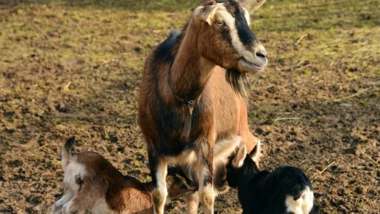 Снимка: pixabay