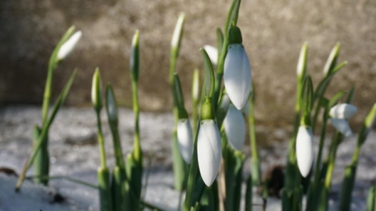 Снимка: Булфото