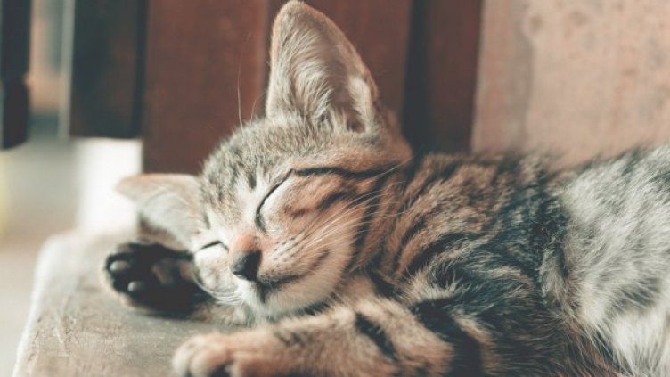 Снимка: pexels