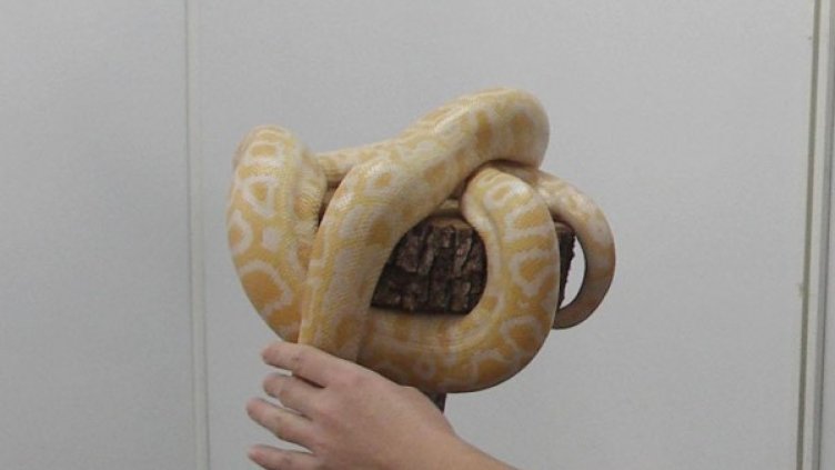 Снимка: Булфото, архив