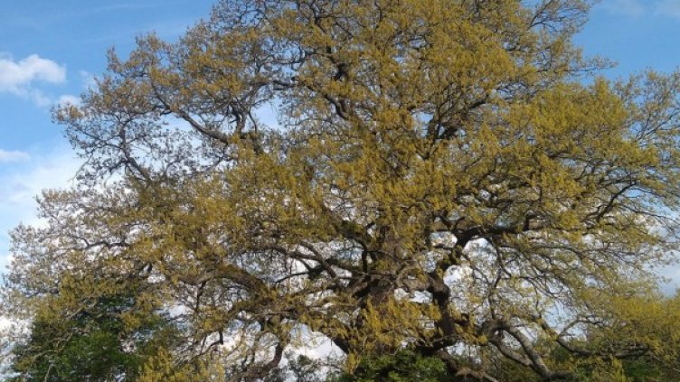 Снимка:  treeoftheyear.org