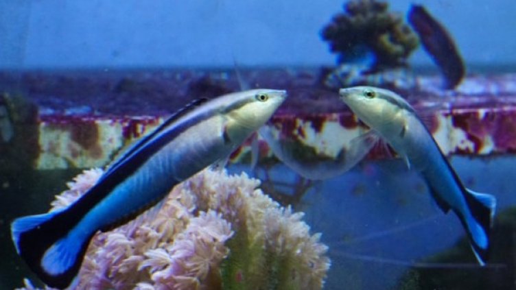 Снимка: Plant Institute/PLOS Biology