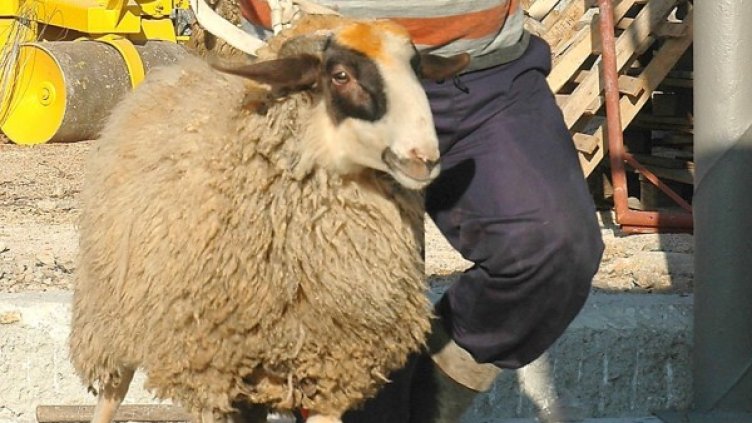 Снимка: архив Булфото