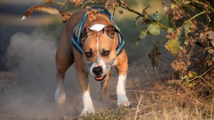 Снимка: pixabay.com