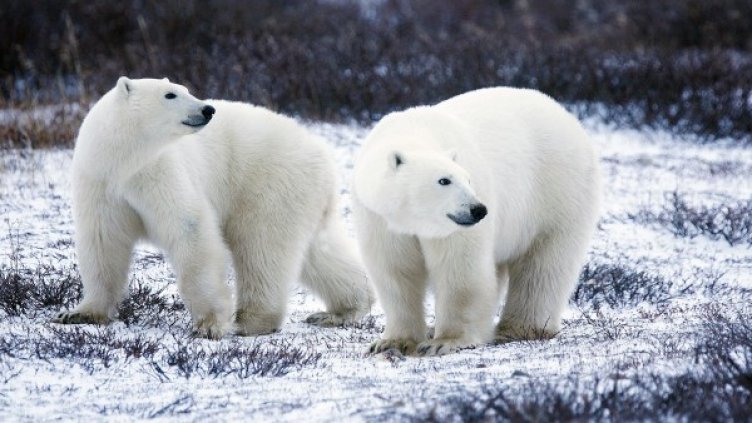 Снимка: pixabay.com