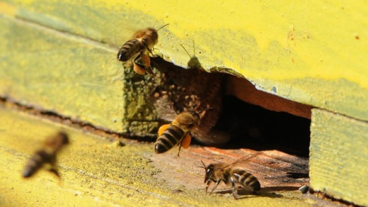 Снимка: Булфото, архив