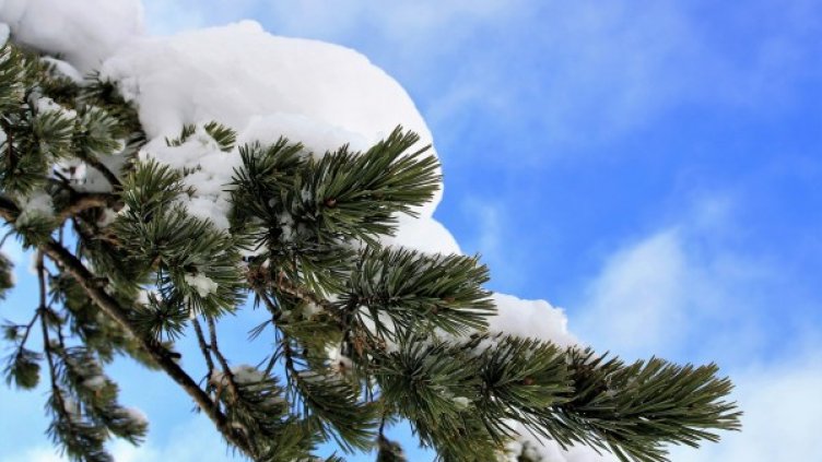 Снимка: pixabay.com