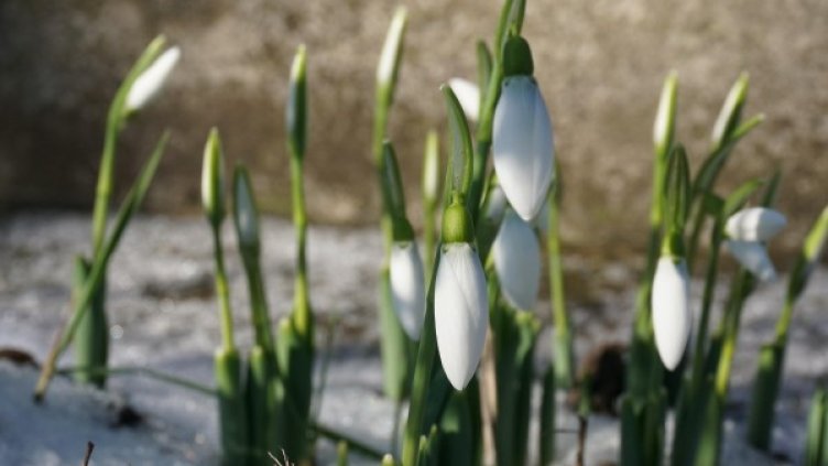 Снимка: архив, БулФото