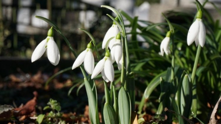 Снимка: архив, Булфото