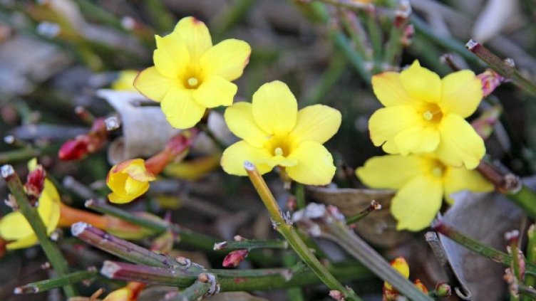 Архив: Булфото