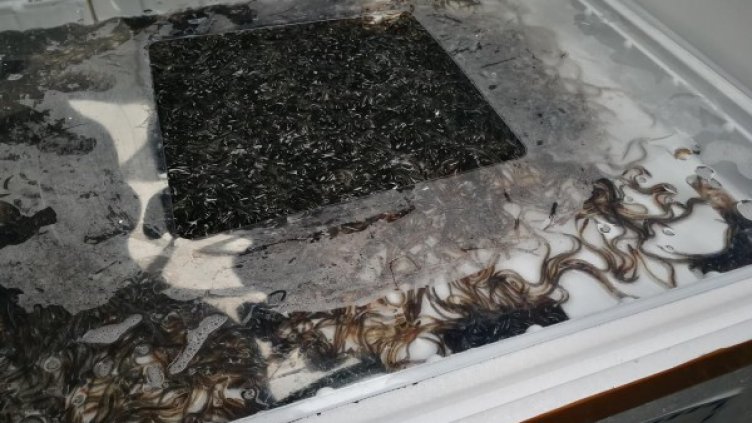 Снимка: Агенция "Митници"