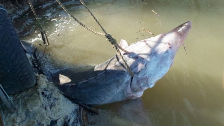 Снимка: ИАРА