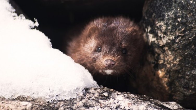 Снимка: Pixabay