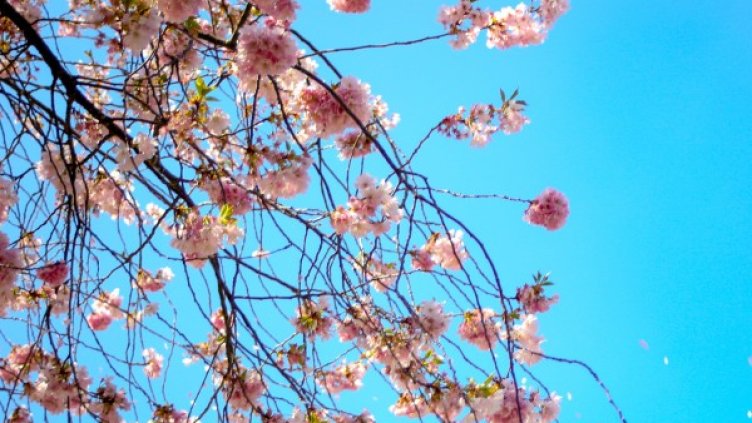 Снимка: Pexels