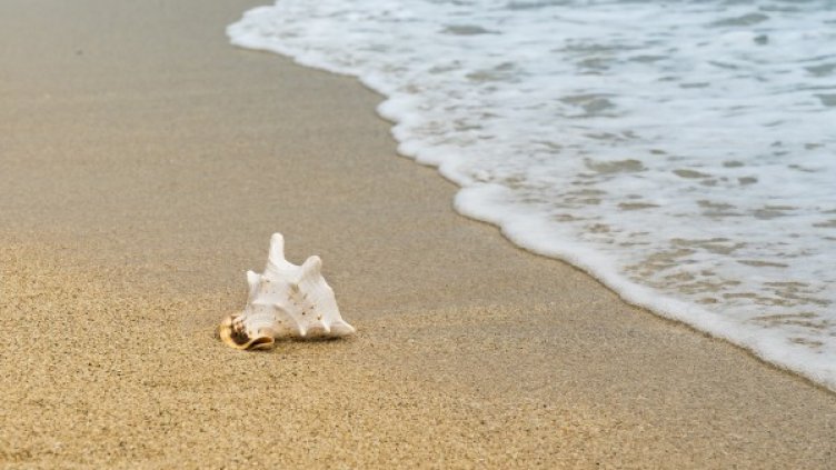 Снимка: Pixabay