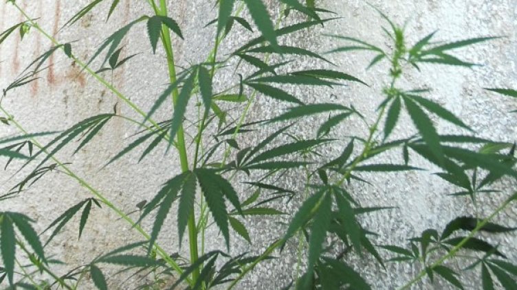 Снимка: архив, БулФото