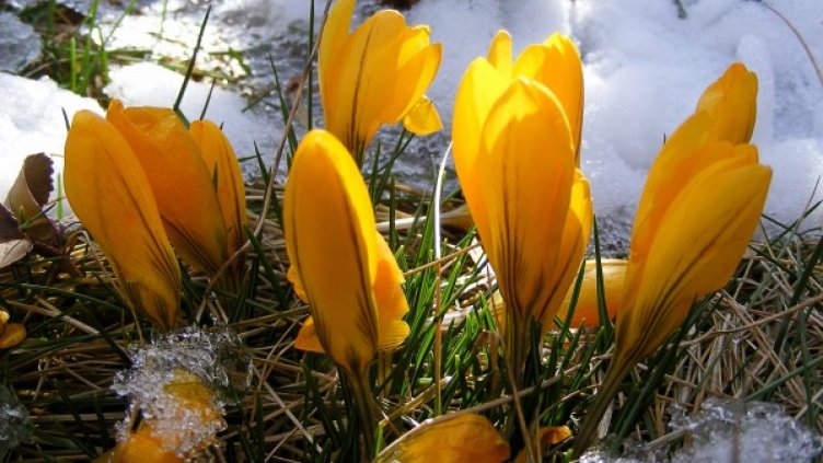 Снимка: Pixabay