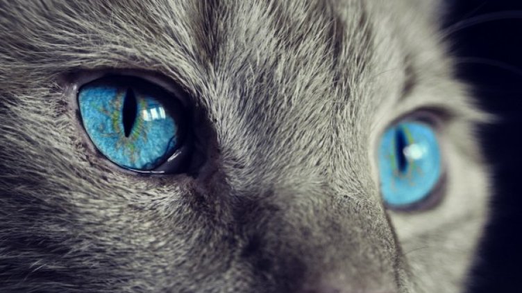 Снимка: Pixabay