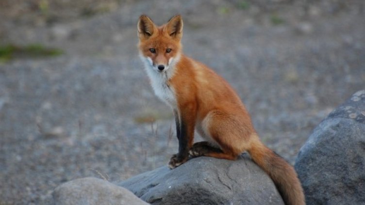 Снимка: Pixabay