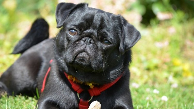 Снимка: Pixabay