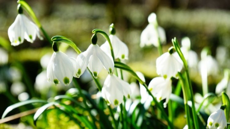 Пролетно начало за март с температури до 20 градуса