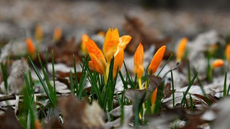 Пролетно време: 21&deg;C са измерени в Ново село и Видин