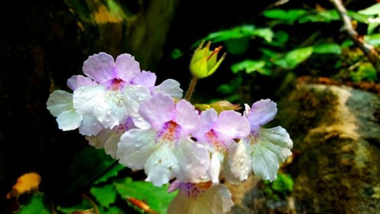 Снимка: Dnes.bg