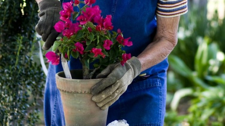 Снимка: Flickr