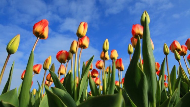 Снимка: Pixabay