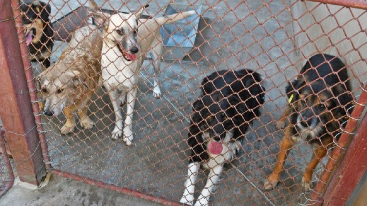 Снимка: архив, БулФото