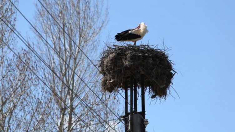 Снимка: Булфото