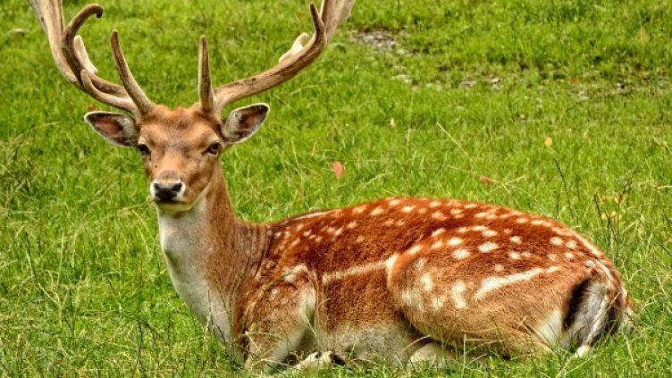 Снимка: Pexels