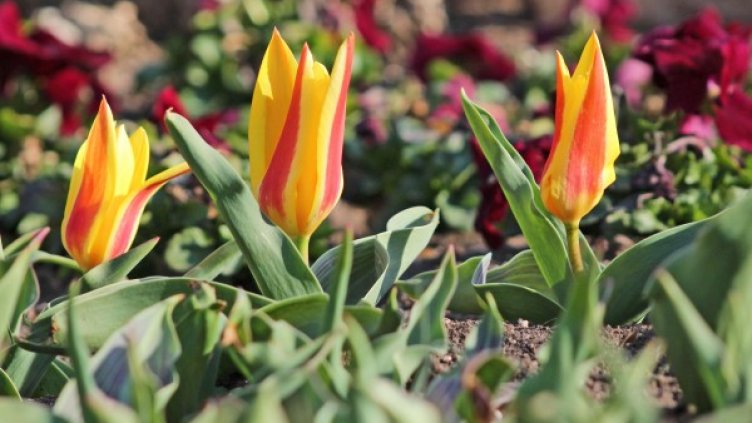 Снимка: Булфото, архив