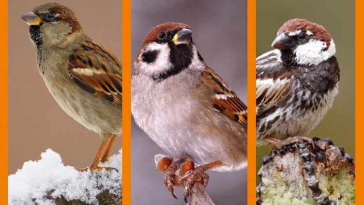 Снимка: БДЗП