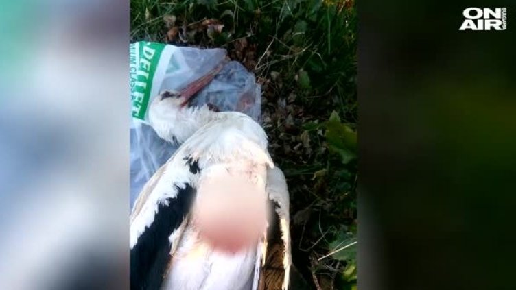 Наглец застреля щъркел, грози го глоба до 5000 лв.