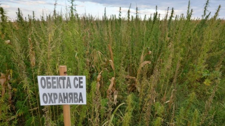 Снимка: Булфото, архив