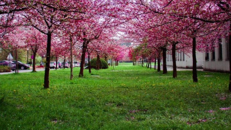 Снимка: Pexels