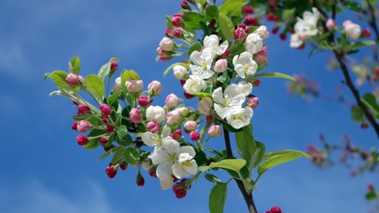 Снимка: pexels