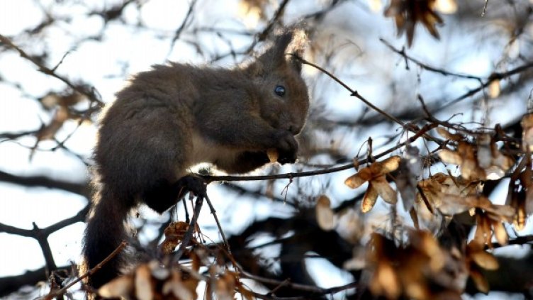 Снимка: архив, Булфото