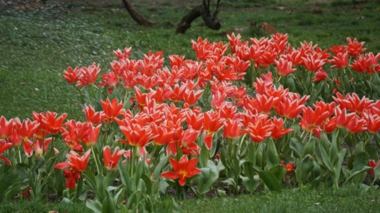 Красива пролет! Цветна феерия в морската градина на Варна