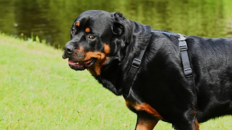 Снимка: Pixabay