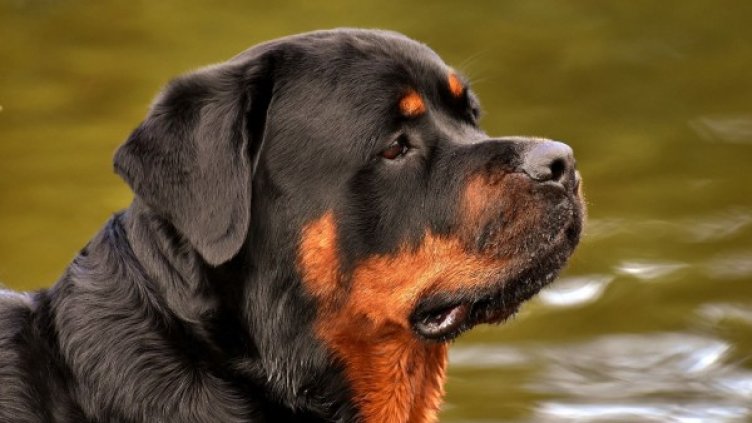 Снимка: Pixabay