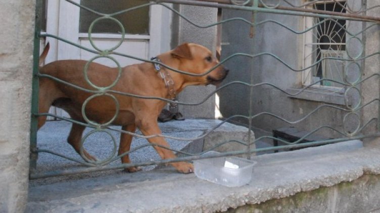 Снимка: Булфото, архив