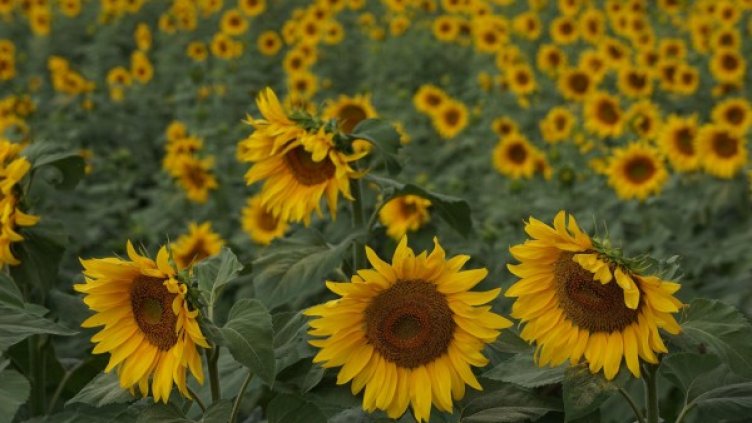 Снимка: БулФото