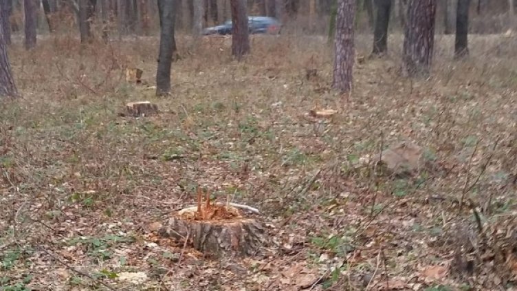 Снимка: Архив, Булфото